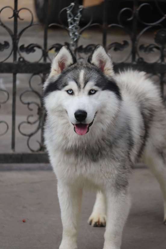 Siberian Husky For Sale In Karimnagar
