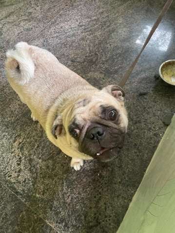 Pug Dogs For Mating In Chennai