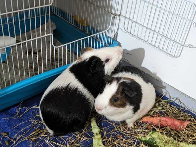 Guinea Pigs For Adoption In Ahmedabad