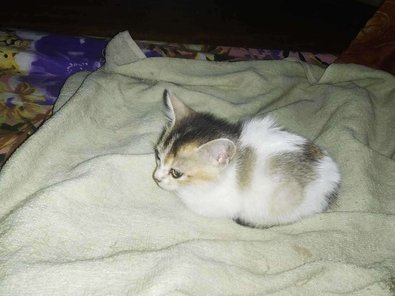 Indian Breed For Adoption In Guwahati