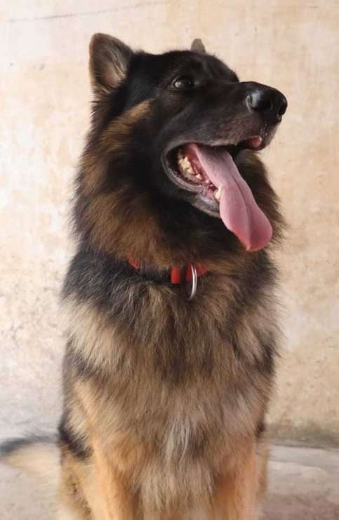 German Shepherd Dogs For Mating In Bangalore