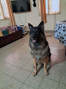 German Shepherd Dogs For Mating In Bangalore