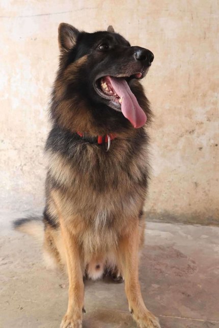 German Shepherd Dogs For Mating In Bangalore