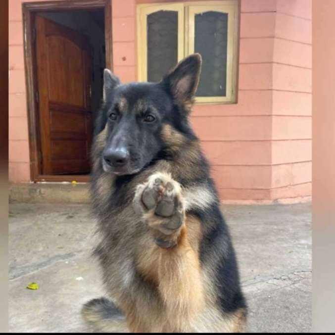 German Shepherd Dogs For Mating In Bangalore