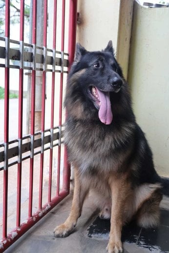German Shepherd Dogs For Mating In Bangalore