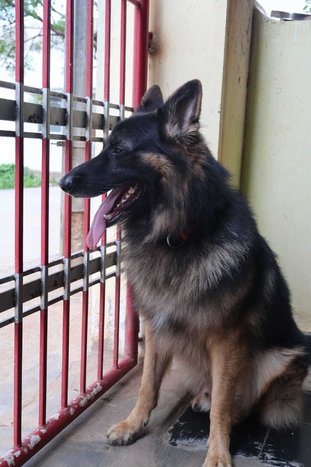 German Shepherd Dogs For Mating In Bangalore