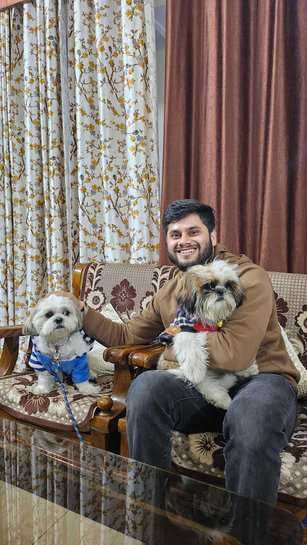 Shih Tzu Dogs For Mating In Chandigarh