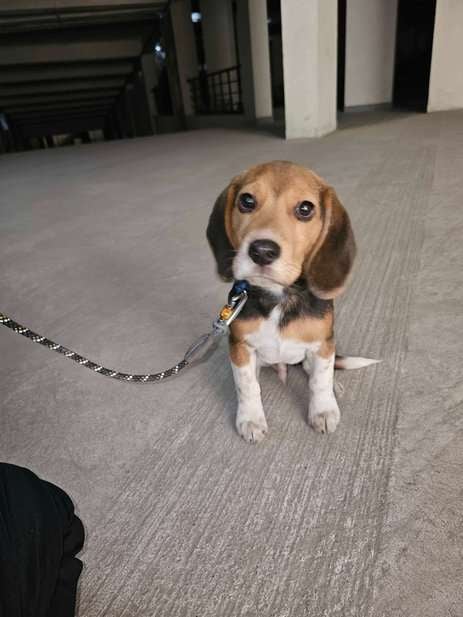 Beagle For Sale In Lucknow