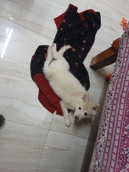 Indian Spitz For Adoption In Varanasi