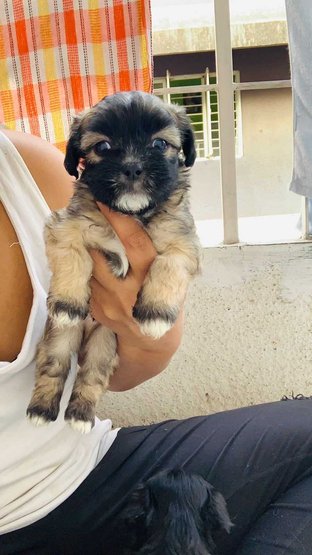 Lhasa Apso For Sale In Pune