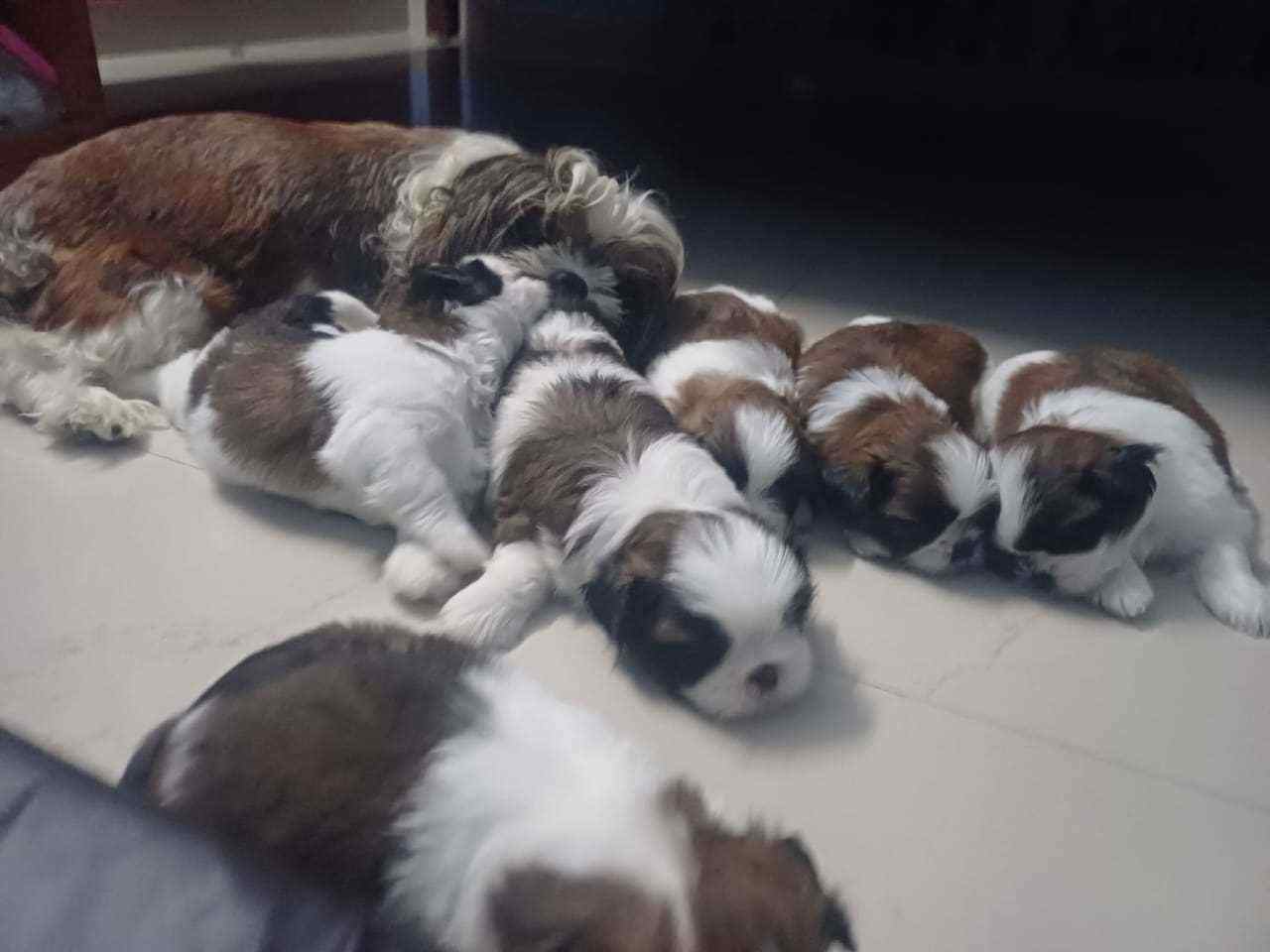 Shih Tzu For Sale In Ernakulam
