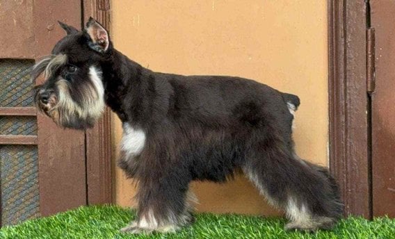 Schnauzer For Sale In Bangalore