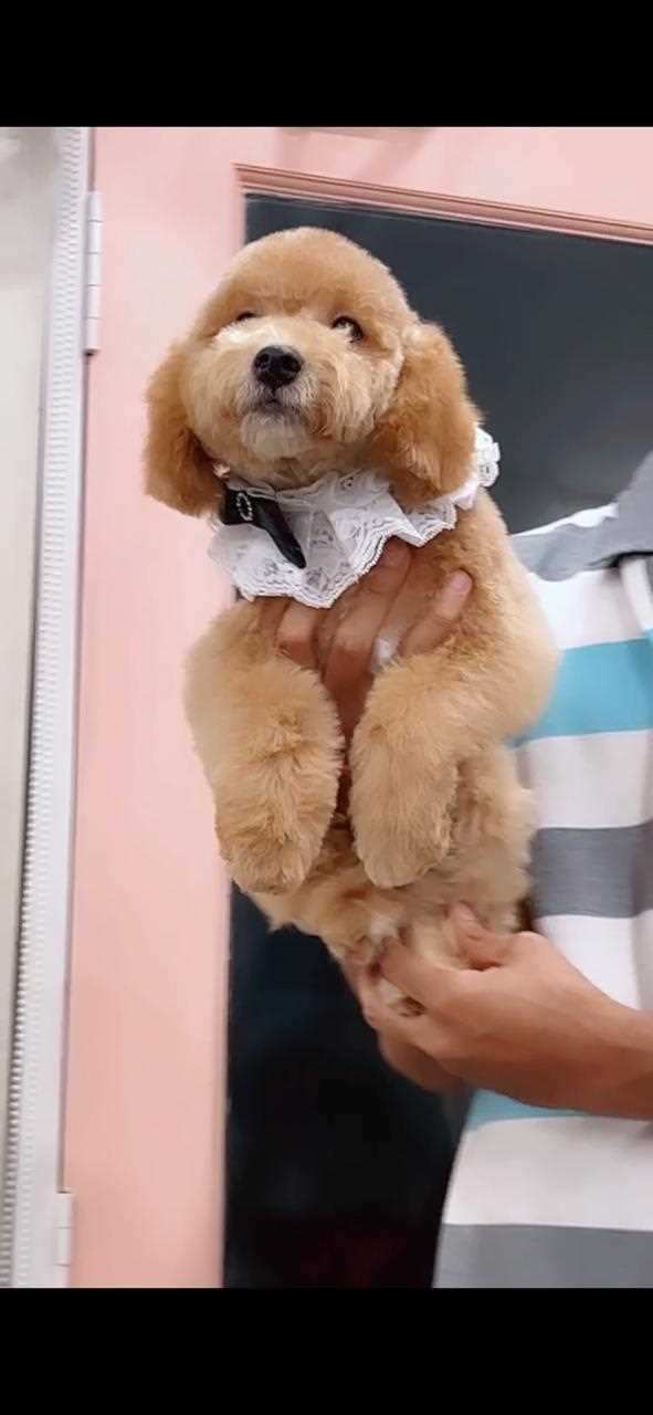 Goldendoodle For Sale In Bangalore