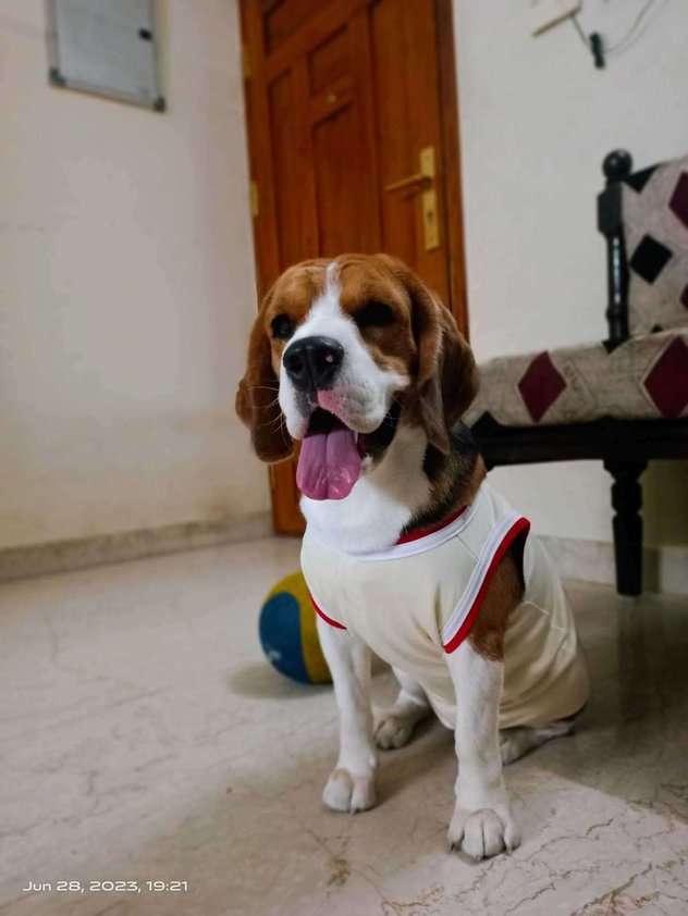 Beagle Dogs For Mating In Chennai