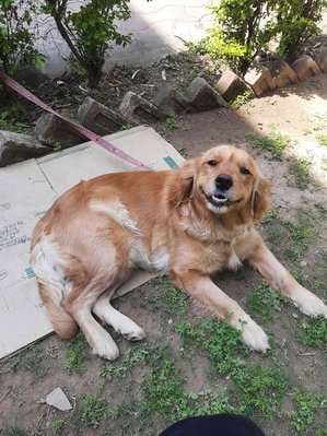 Golden Retriever For Adoption In Jammu