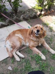 Golden Retriever For Adoption In Jammu