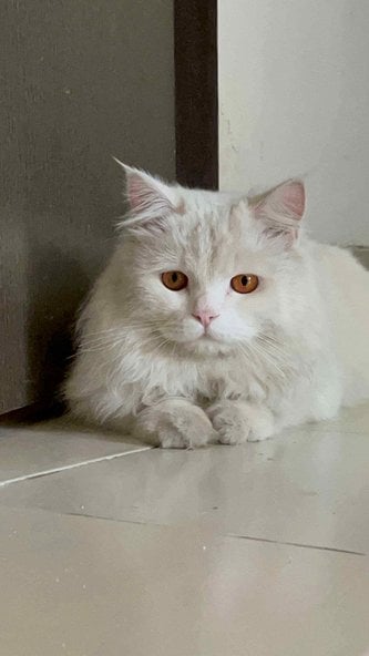 Persian Dogs For Mating In Mumbai