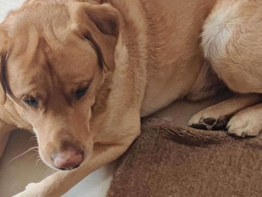 Labrador Retriever Dogs For Mating In Jodhpur