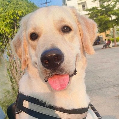 Golden Retriever Dogs For Mating In Guntur