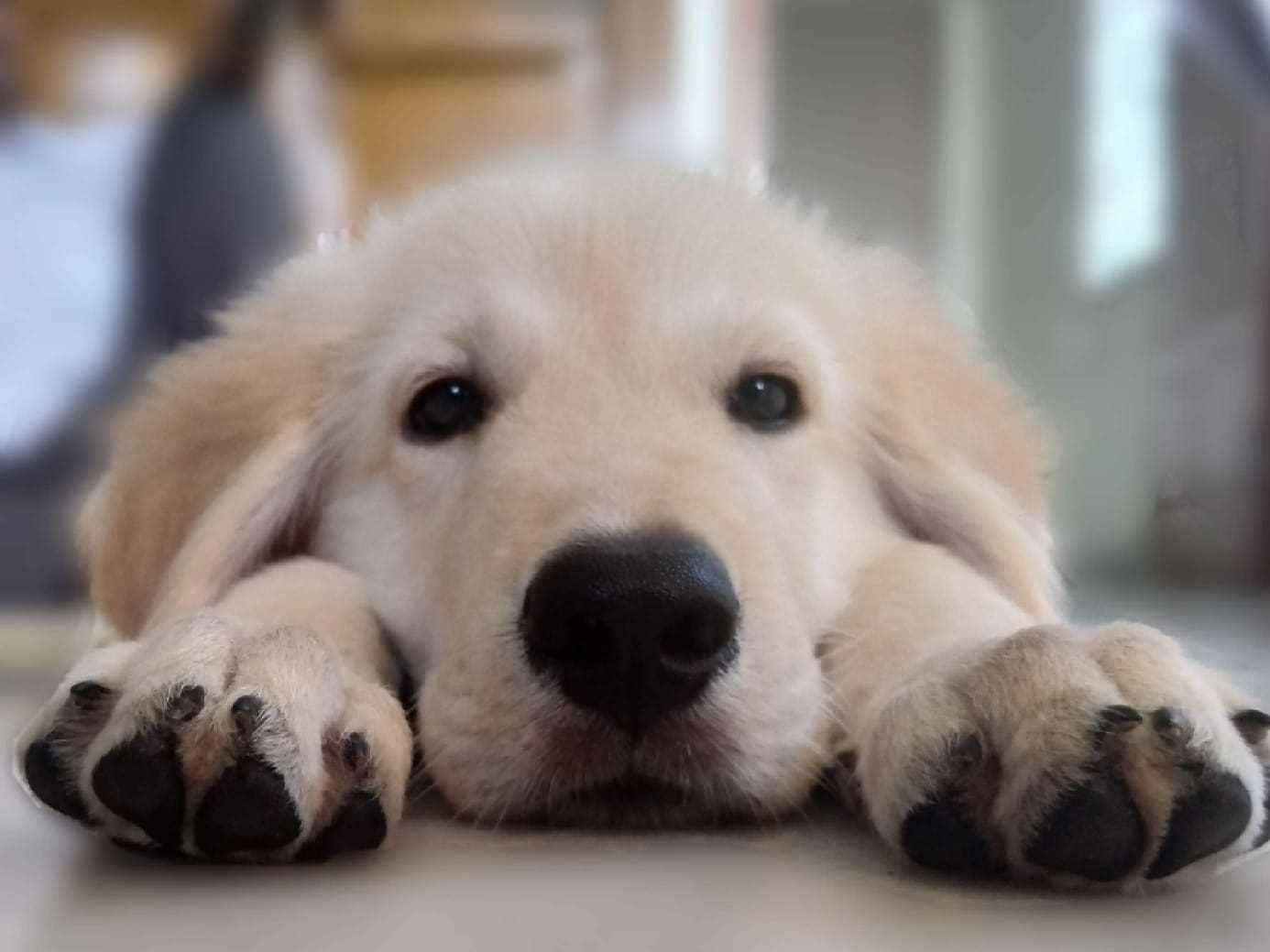 Golden Retriever Dogs For Mating In Guntur