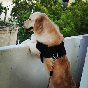 Golden Retriever Dogs For Mating In Guntur