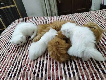 Persian For Sale In Bikaner
