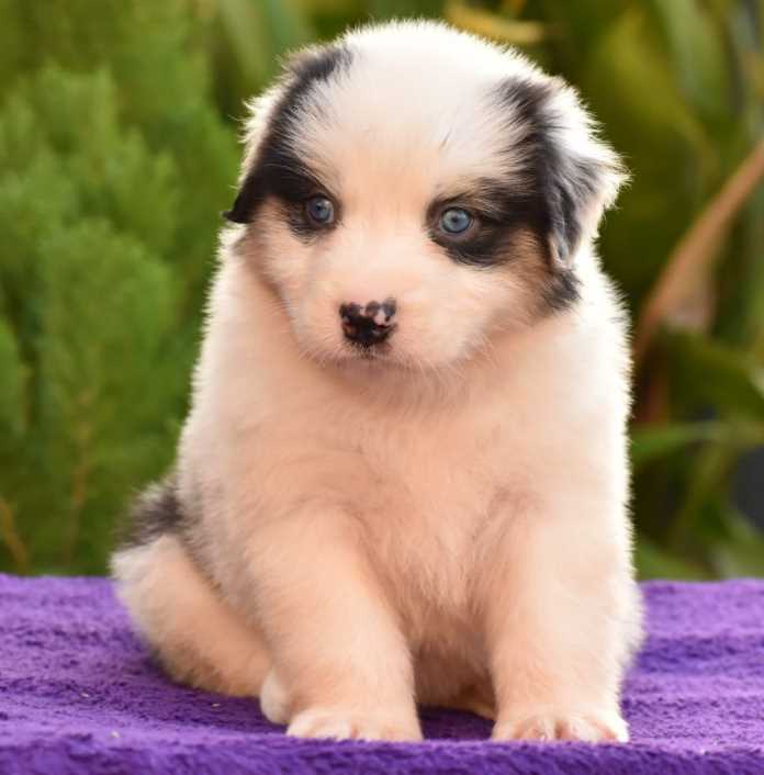 Australian Shepherd For Sale In Chennai