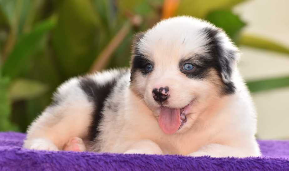 Australian Shepherd For Sale In Chennai