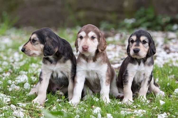 Saluki For Sale In Mumbai