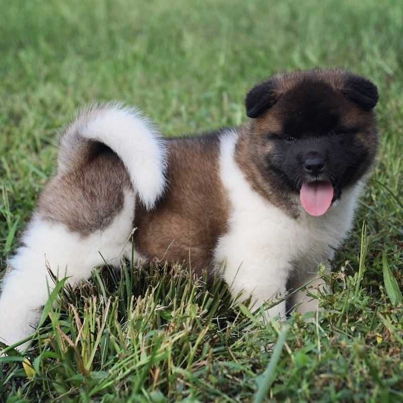 American Akita For Sale In Ahmedabad