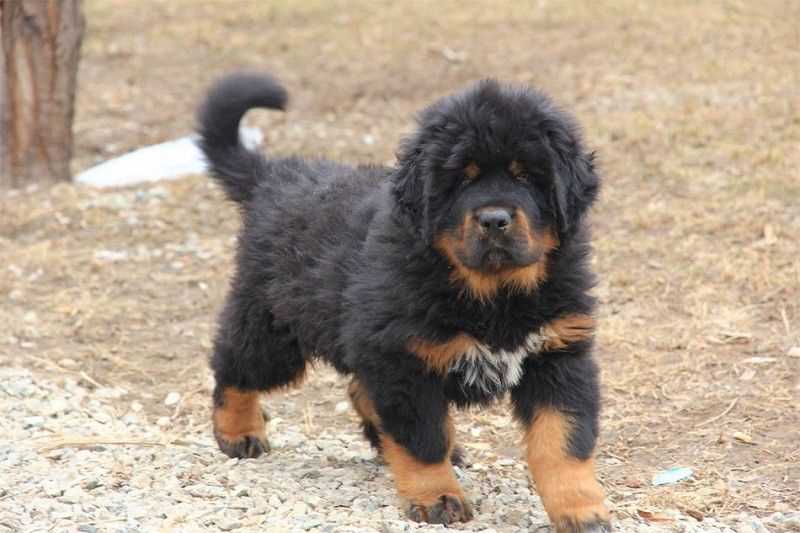 Tibetan Mastiff For Sale In Delhi