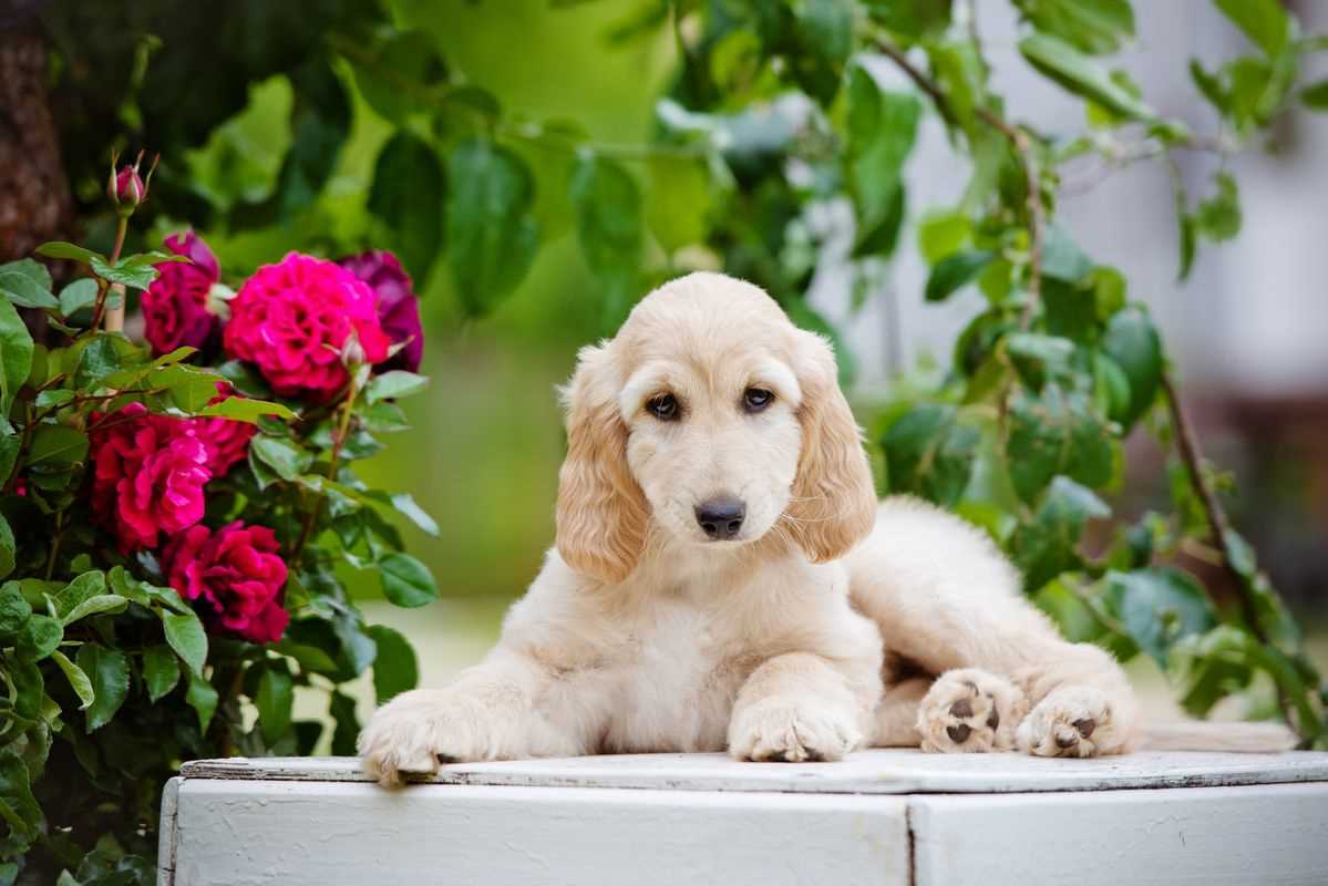 Afghan Hound For Sale In Bangalore