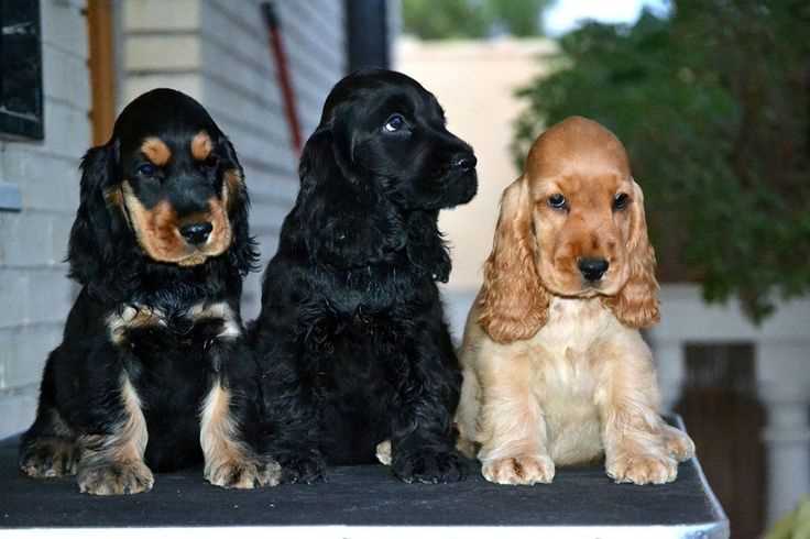 English Cocker Spaniel For Sale In Delhi