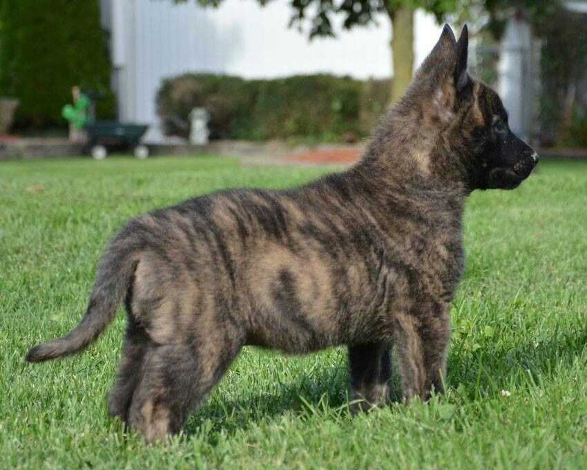 Dutch Shepherd For Sale In Indore