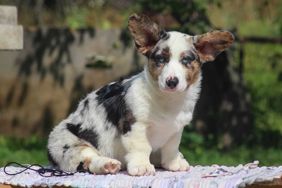Cardigan Welsh Corgi For Sale In Lucknow
