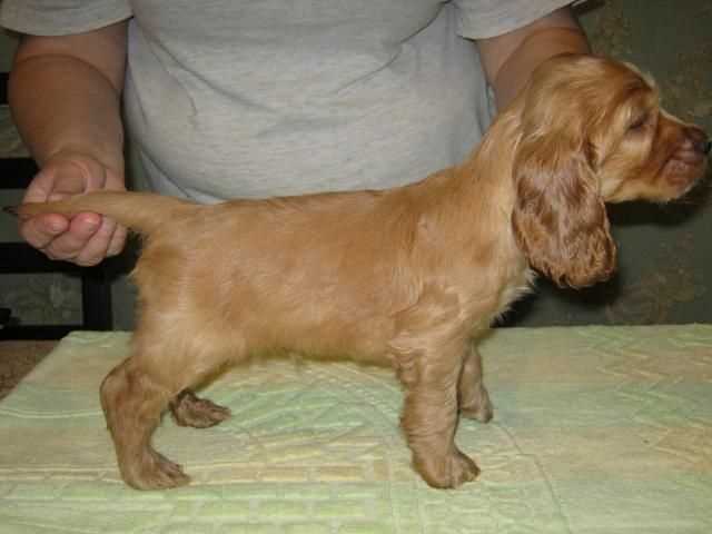 American Cocker Spaniel For Sale In Chandigarh