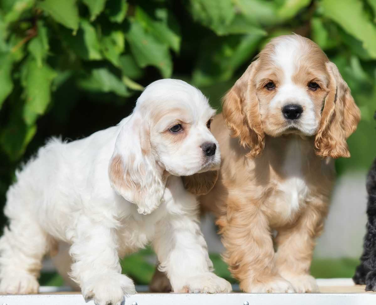 American Cocker Spaniel For Sale In Belgaum