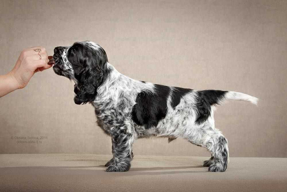 American Cocker Spaniel For Sale In Chandigarh