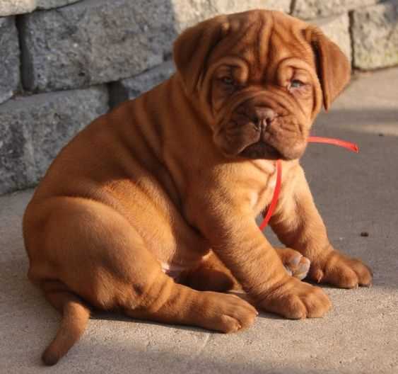 French Mastiff For Sale In Meerut