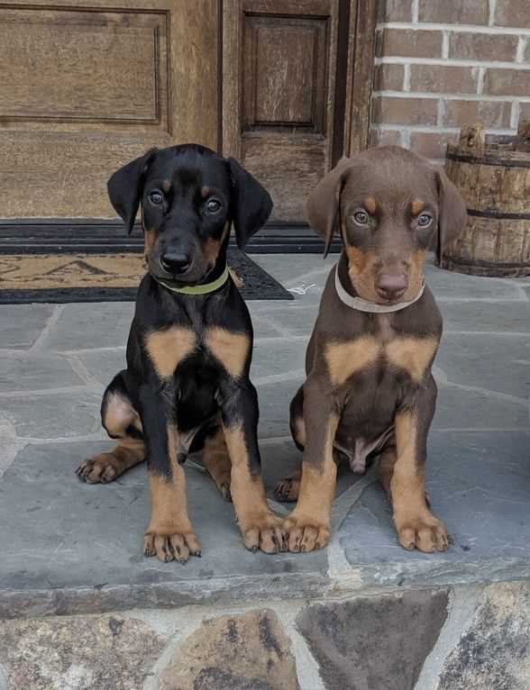 American Doberman For Sale In Kochi