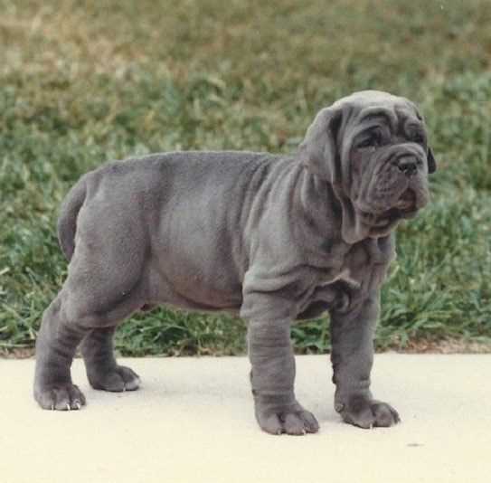 Neapolitan Mastiff For Sale In Delhi