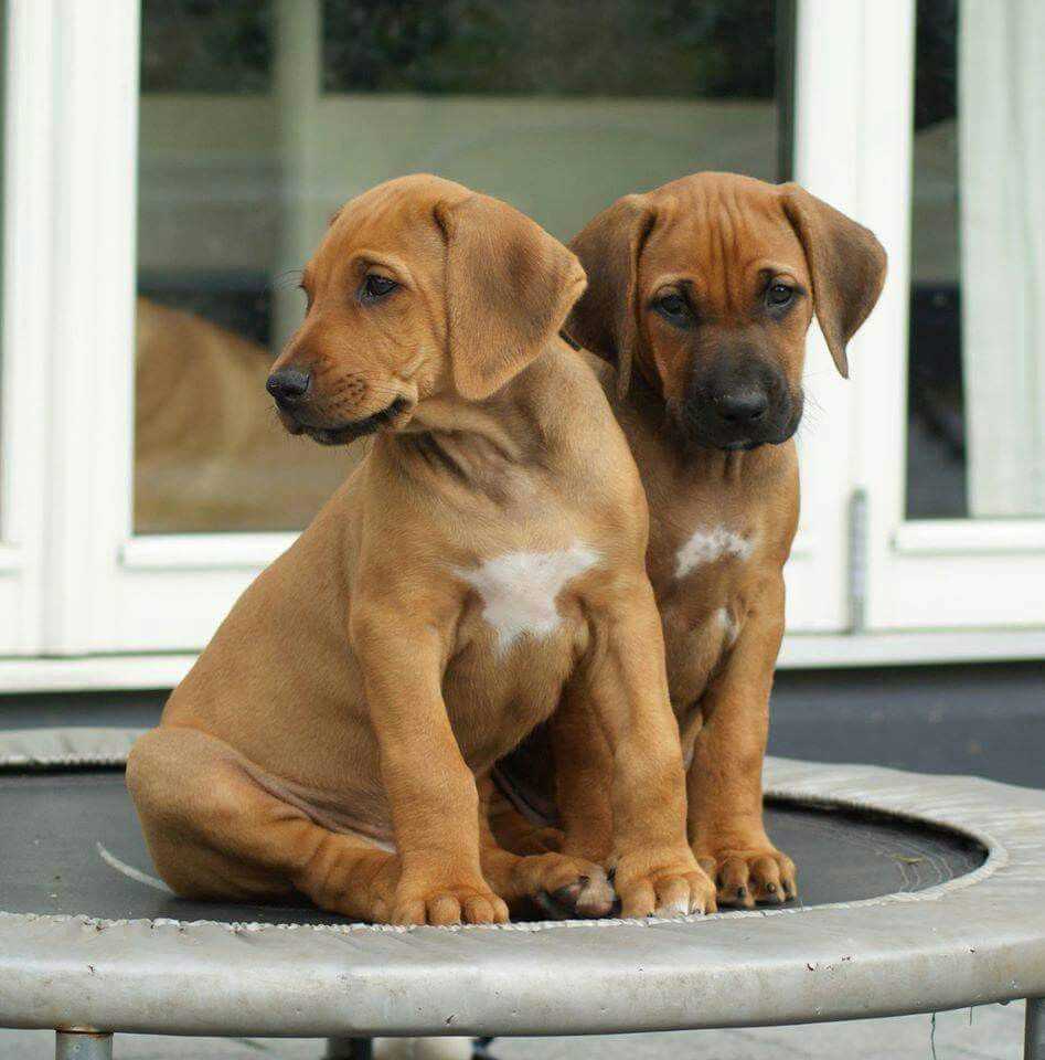 Rhodesian Ridgeback For Sale In Delhi