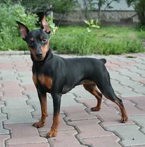 Miniature Pinscher For Sale In Kottayam