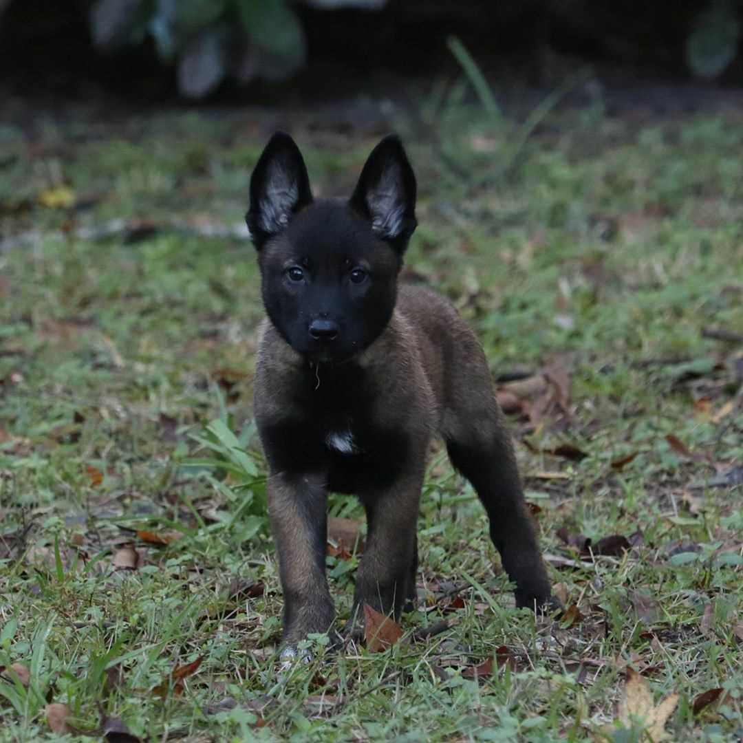 Dutch Shepherd For Sale In Delhi