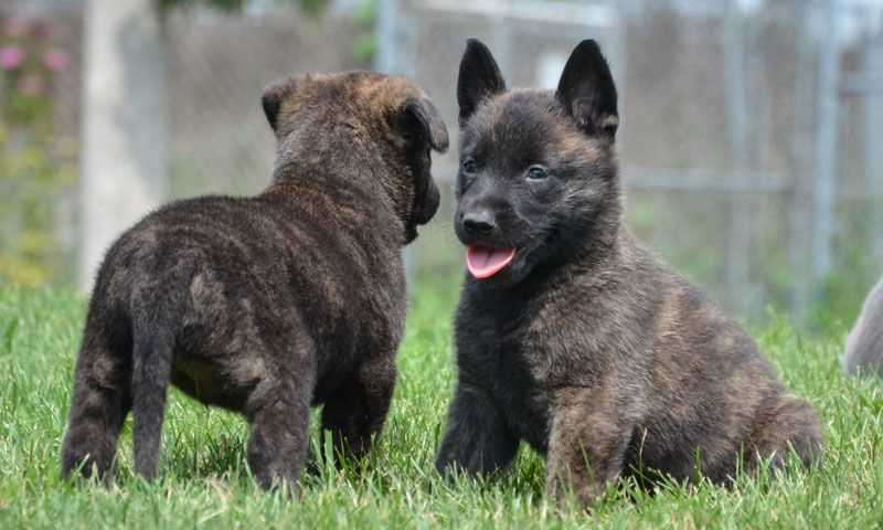Dutch Shepherd For Sale In Delhi