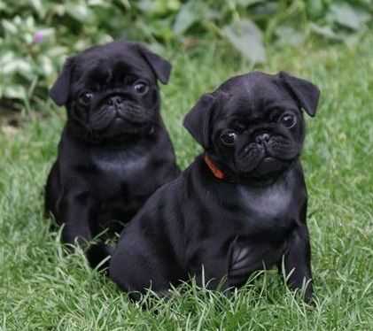 Pug For Sale In Bhubaneswar