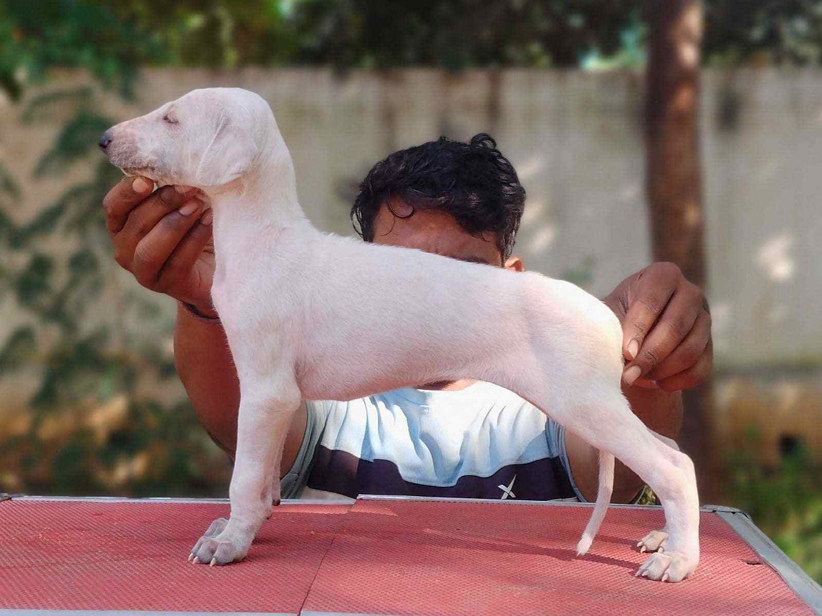 Mudhol hound For Sale In Kochi