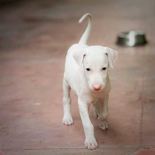 Mudhol hound For Sale In Kochi