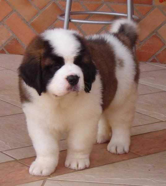 Saint Bernard For Sale In Ahmedabad