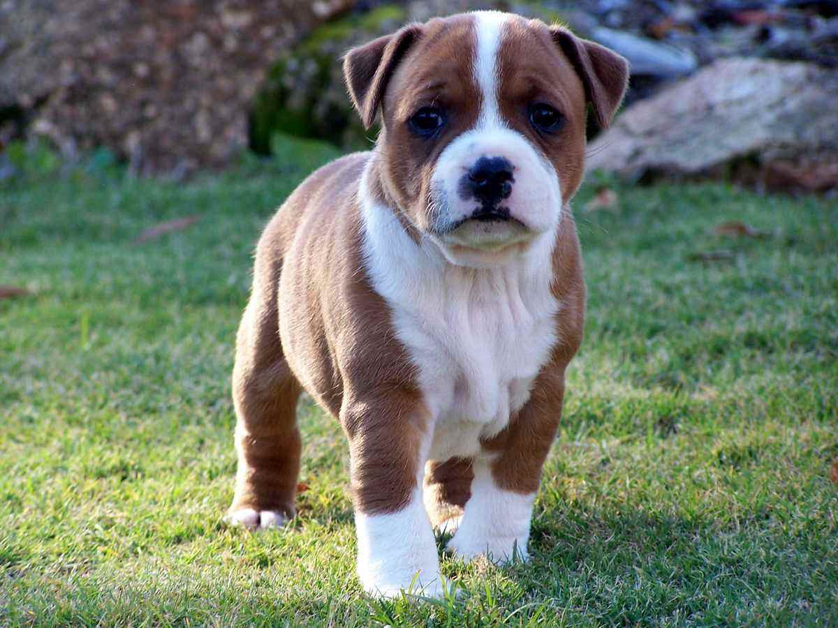 Staffordshire Bull Terrier For Sale In Jaipur